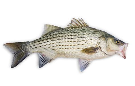 bass fish|Hybrid Bass Basics .